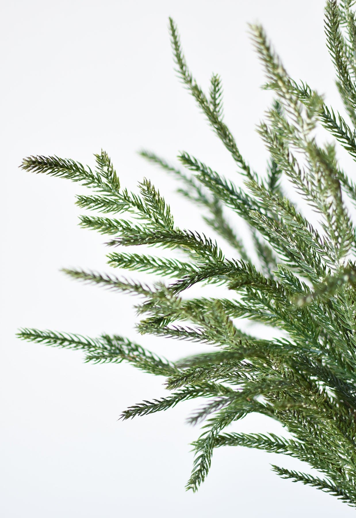 20" Faux Whitewash Green Norfolk Pine Spray Bush