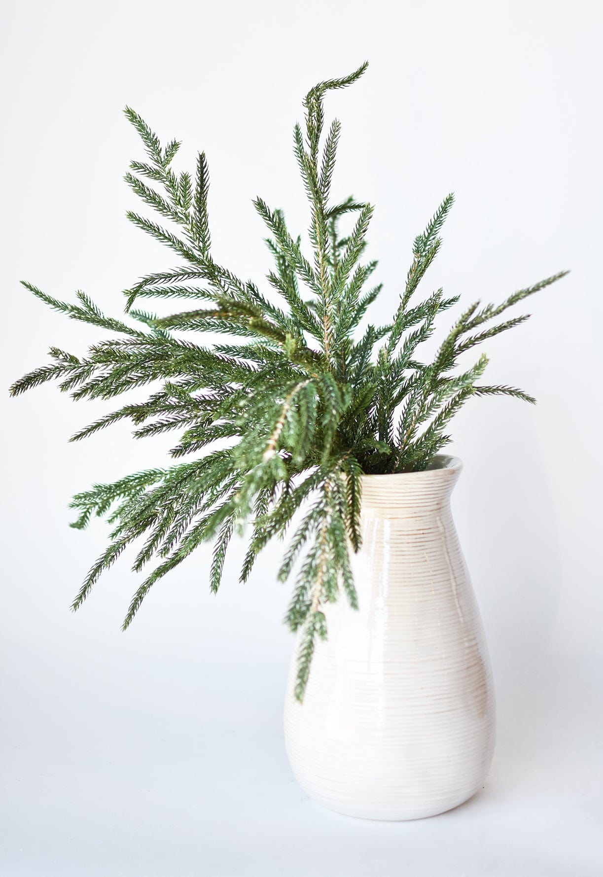 20" Faux Whitewash Green Norfolk Pine Spray Bush