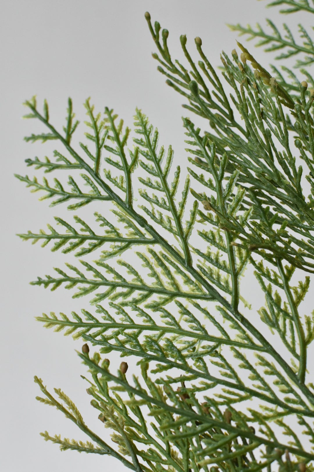 22" Incense Cedar with Pine Cones