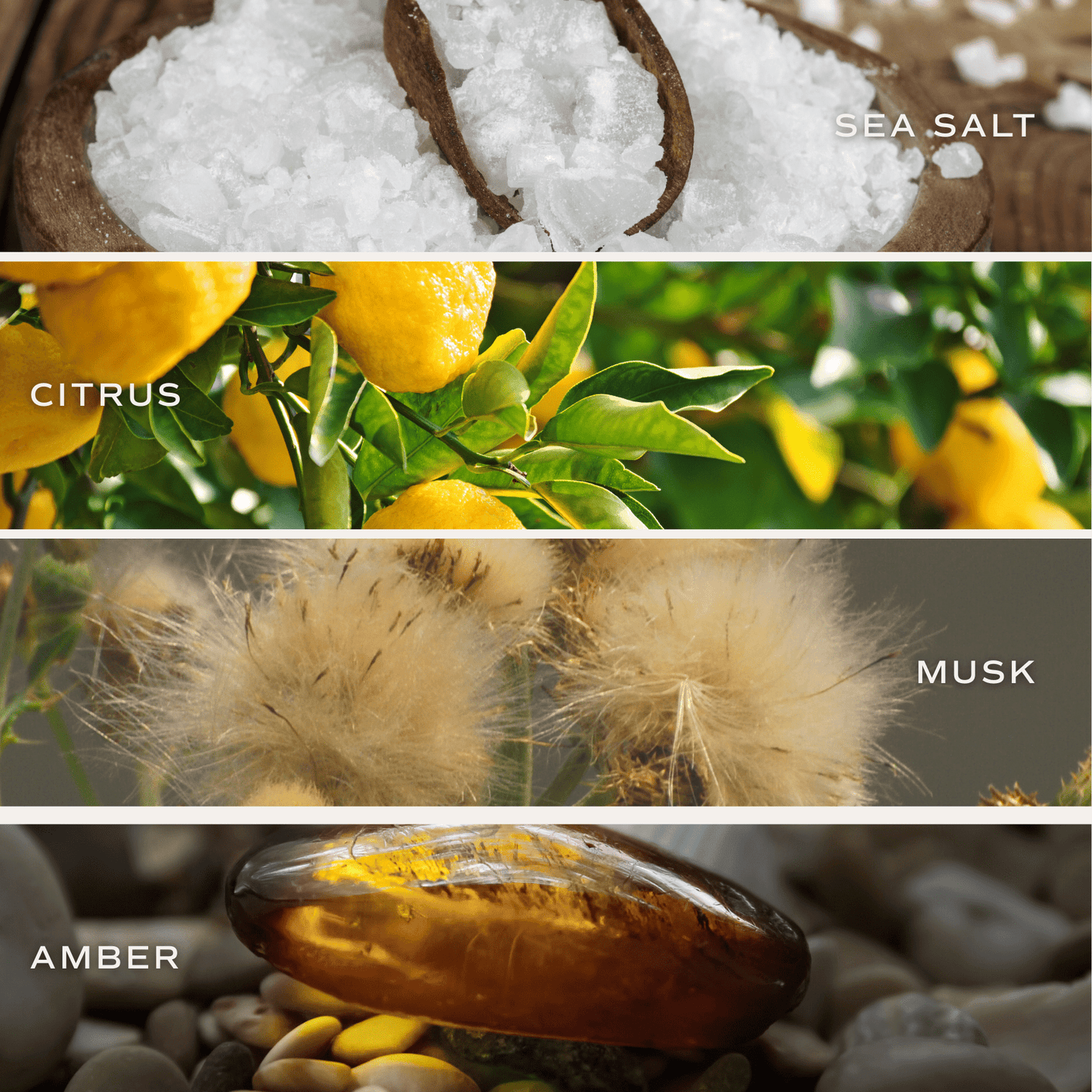 Salt and Sea Amber Reed Diffuser